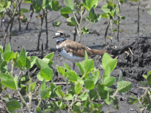 Killdeer