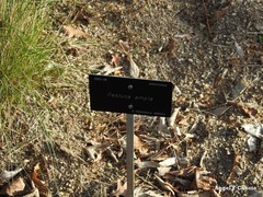 Festuca ampla