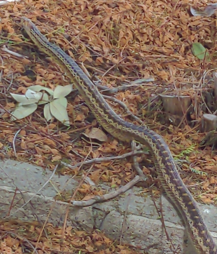 Gopher Snake