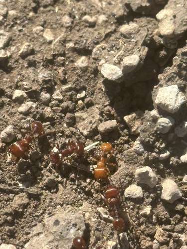 Red Harvester Ant