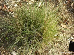 Festuca ampla