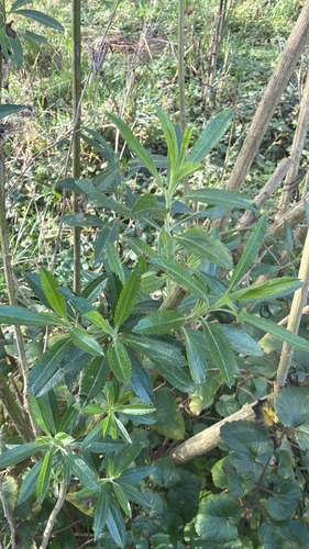 mule fat