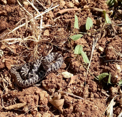 Elaphe quatuorlineata