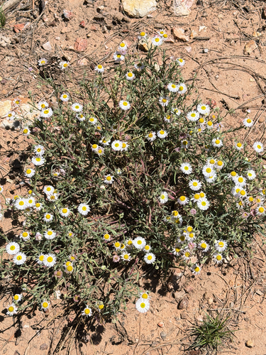 spreading fleabane