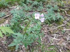 Cardamine bulbifera