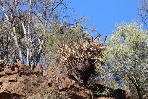 Aloe castanea