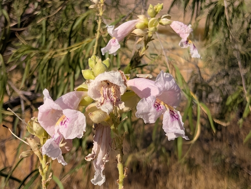 desert willow