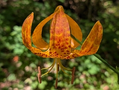 Lilium humboldtii, photograph (c) Sergey, some rights reserved (CC BY)