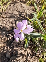 Phlox longifolia