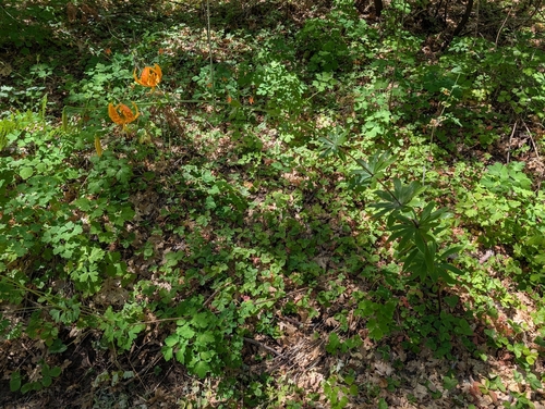 Lilium humboldtii, photograph 5