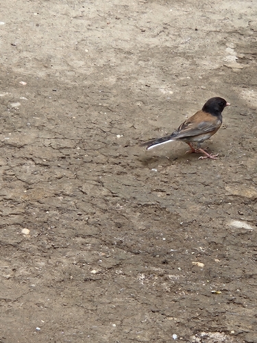 Dark-eyed Junco