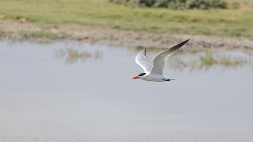 iNaturalist image