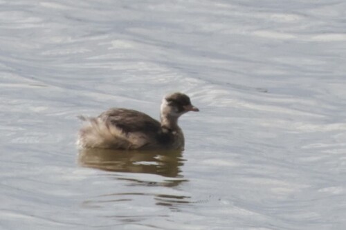 iNaturalist image