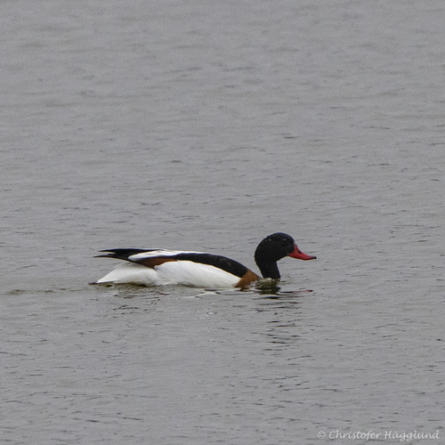 iNaturalist image