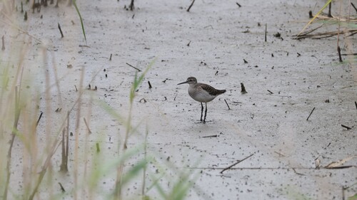 iNaturalist: (c) Daniel Eskildsen, some rights reserved (CC BY-NC), uploaded by Daniel Eskildsen iNaturalist image