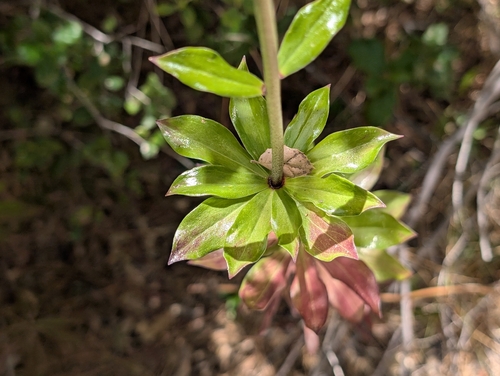 Lilium humboldtii, photograph 3
