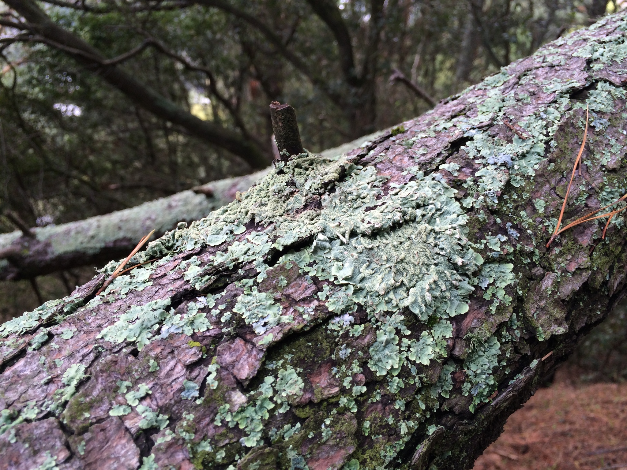 Flavoparmelia caperata image
