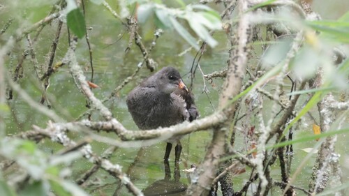 iNaturalist image