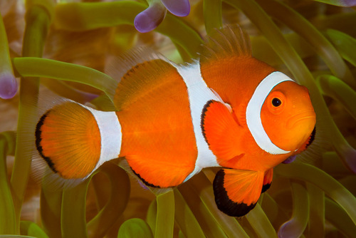 Ocellaris Anemonefish, photo 2 of 10