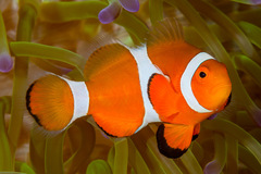 Clown Anemonefish photo 2