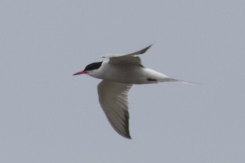 iNaturalist image