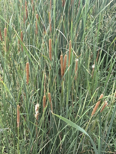 southern cattail