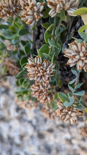 Telephium imperati, photograph 3