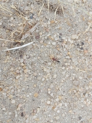 Cataglyphis adenensis