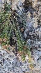 Telephium imperati, photograph (c) frangp, some rights reserved (CC BY)