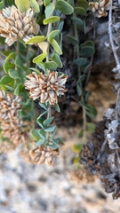 Telephium imperati, photograph (c) frangp, some rights reserved (CC BY)