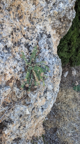 Telephium imperati, photograph 6