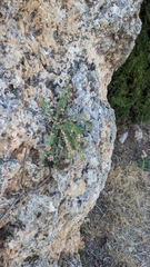 Telephium imperati, photograph (c) frangp, some rights reserved (CC BY)