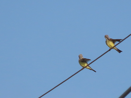 Western Kingbird