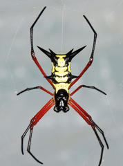 Micrathena kirbyi