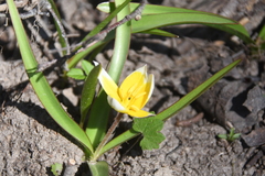 Tulipa urumiensis