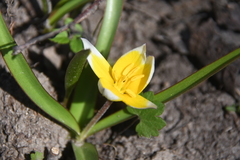 Tulipa urumiensis