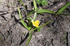 Tulipa urumiensis