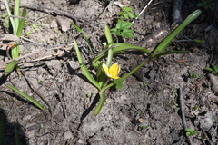 Tulipa urumiensis