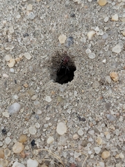 Cataglyphis adenensis