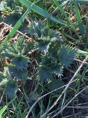 Urtica dioica dioica