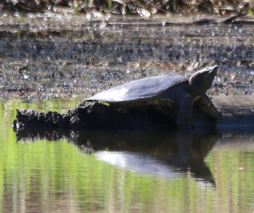 Spiny Softshell