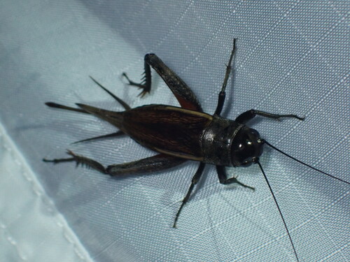 Gryllus