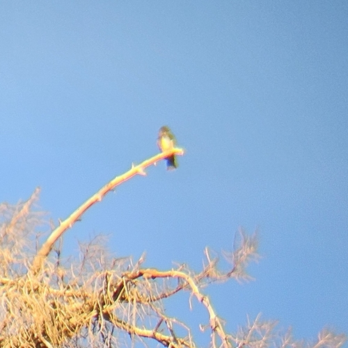Olive-sided Flycatcher