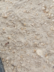 Cataglyphis adenensis