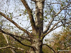 Betula pendula fontqueri