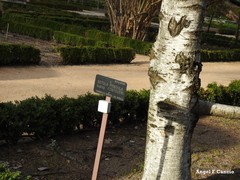 Betula pendula fontqueri