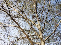 Betula pendula fontqueri