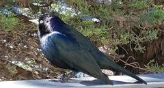 Euphagus cyanocephalus