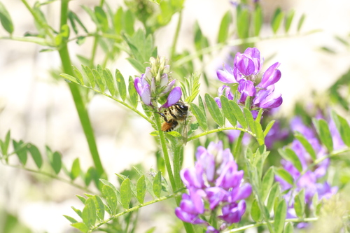Osmia