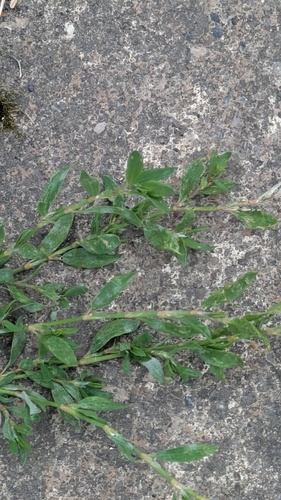 Common Knotgrass